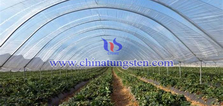 吸熱農膜用紫色納米氧化鎢圖片