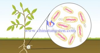 釩可以替代稀有金屬鉬完成固氮作用 固氮作用圖片