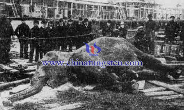 1903年被電死的紐約公園馬戲團大象“圖潑西”。(紀錄片Electrocuting an Elephant)